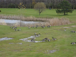 Migratory birds that have their habitat on the course. Photo by P.W.